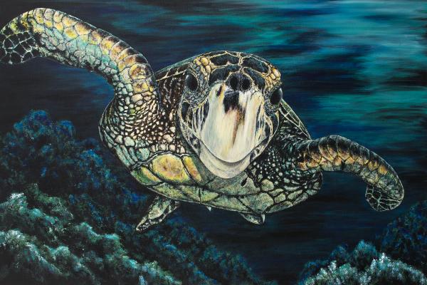 Loggerhead picture