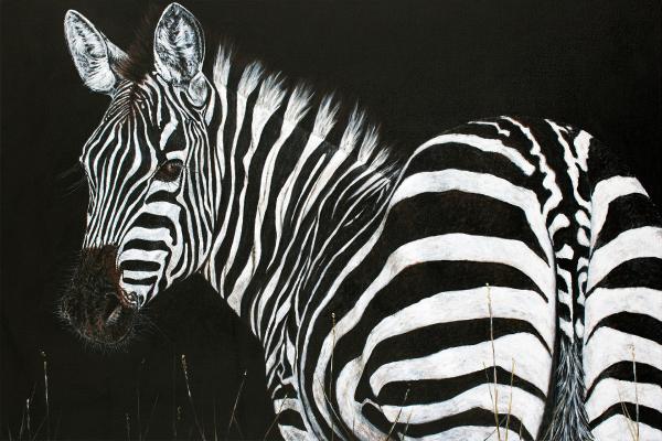 Zebra picture