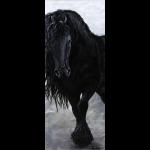 Friesian