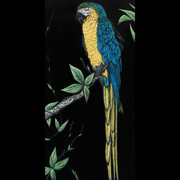 Macaw