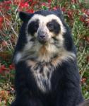 Spectacled Bear Creations