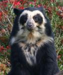 Spectacled Bear Creations