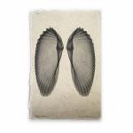 Angel Wings Seashell X-ray - Unframed Print