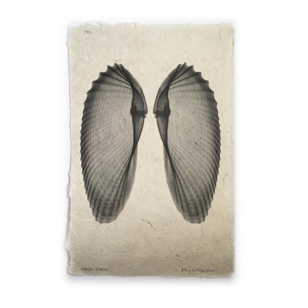 Angel Wings Seashell X-ray - Unframed Print