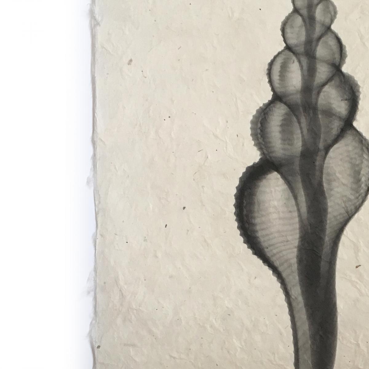 Spindle Seashell X-ray Unframed Print picture