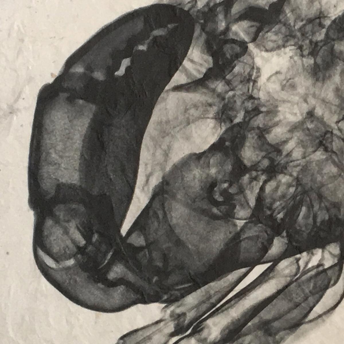 Stone Crab Seashell X-ray - Unframed Print picture