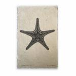 Knobby Starfish X-ray- Unframed Print
