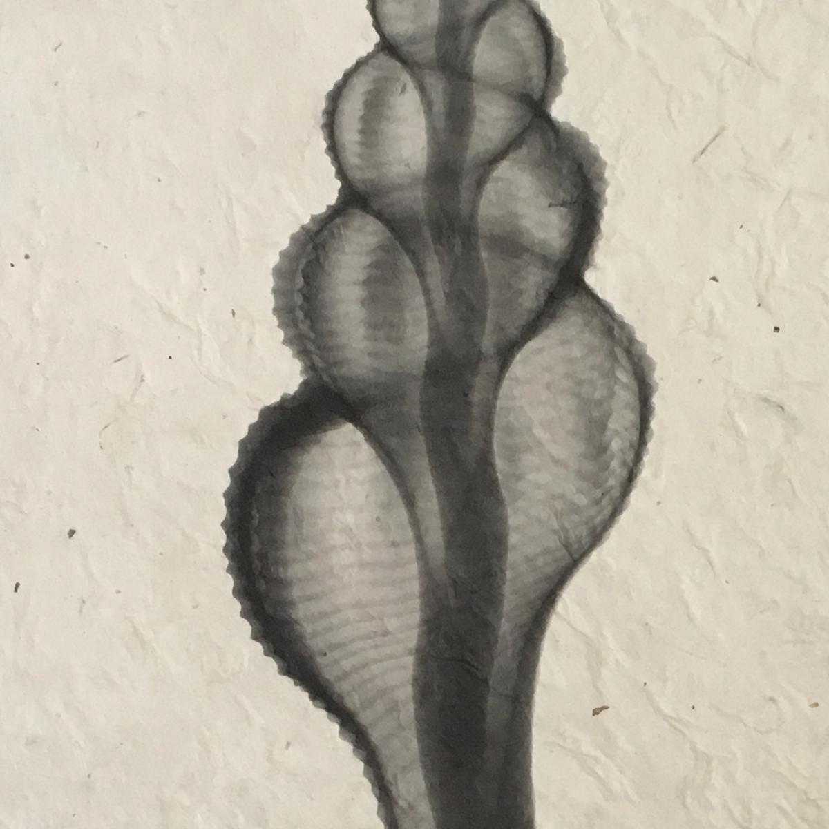 Spindle Seashell X-ray Unframed Print picture