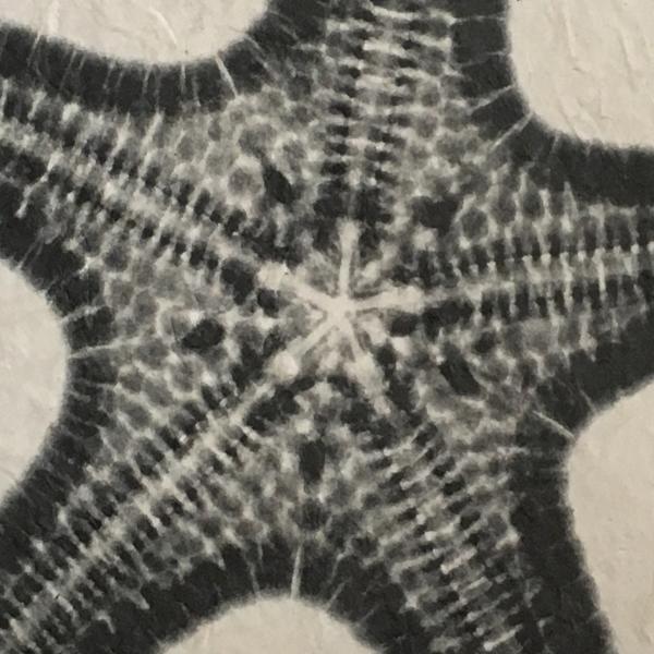 Jungle Starfish X-ray - Unframed Print picture