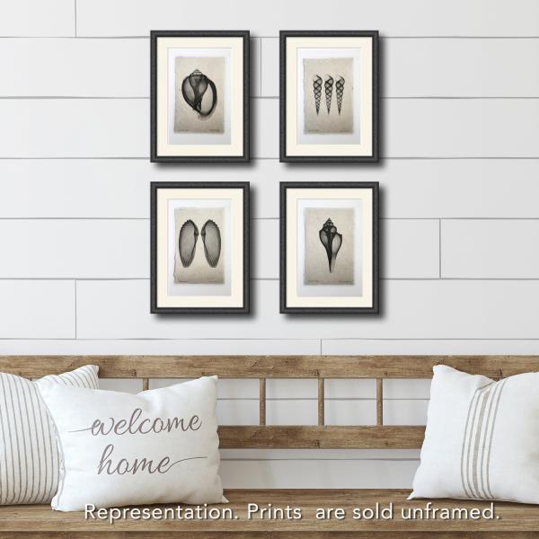 Turritella Seashells X-ray Unframed Print picture