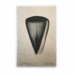 Cone Seashell X-ray - Unframed Print