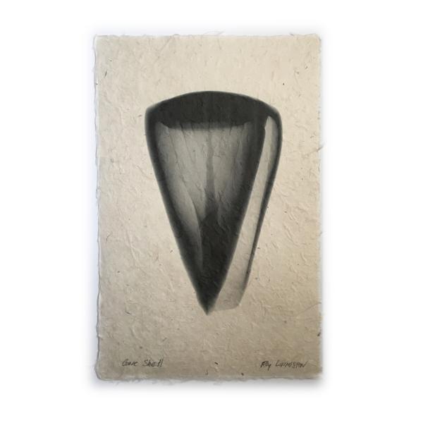 Cone Seashell X-ray - Unframed Print picture