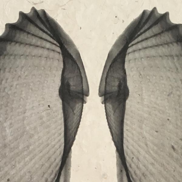 Angel Wings Seashell X-ray - Unframed Print picture