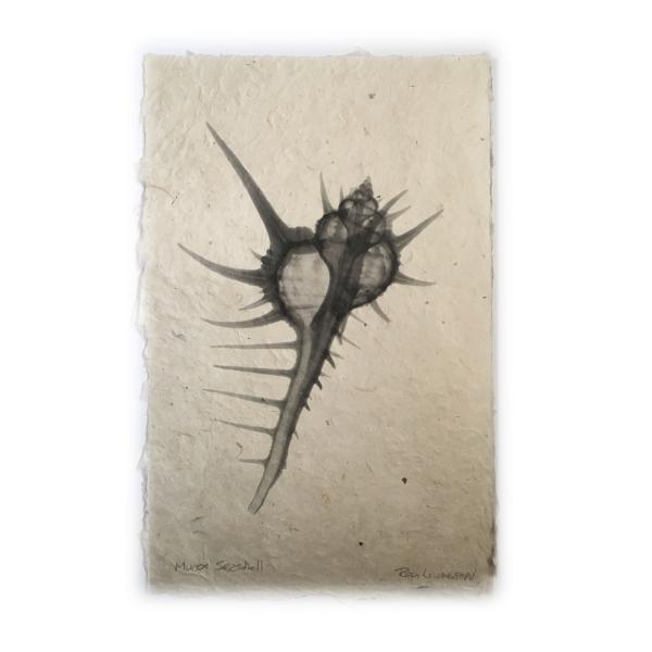 Murex Seashell X-ray - Unframed Print