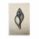 Tulip  Seashell X-ray - Unframed Print