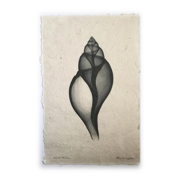 Tulip  Seashell X-ray - Unframed Print picture