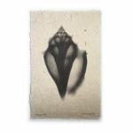 Welk Seashell X-ray- Unframed Print