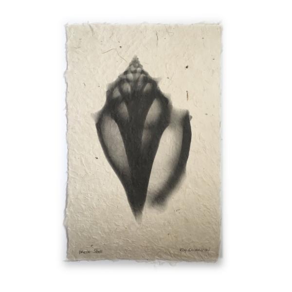 Welk Seashell X-ray- Unframed Print picture