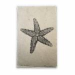 Sugar StarfishSeashell X-ray - Unframed Print