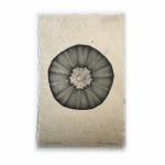 Sea Urchin Seashell X-ray - Unframed Print
