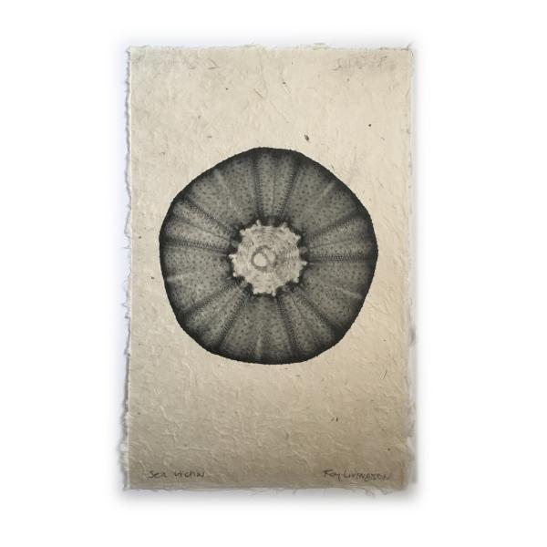 Sea Urchin Seashell X-ray - Unframed Print picture