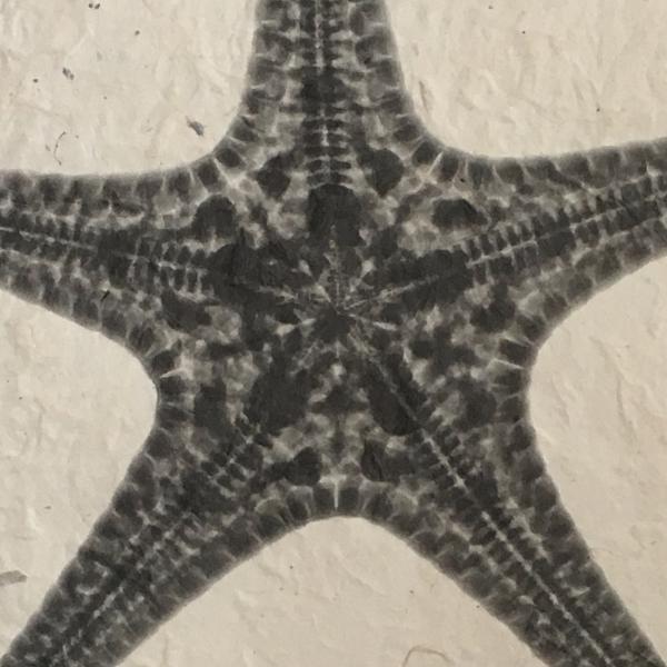 Knobby Starfish X-ray- Unframed Print picture