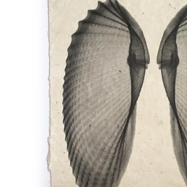 Angel Wings Seashell X-ray - Unframed Print picture