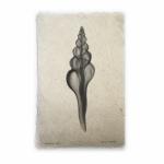 Spindle Seashell X-ray Unframed Print