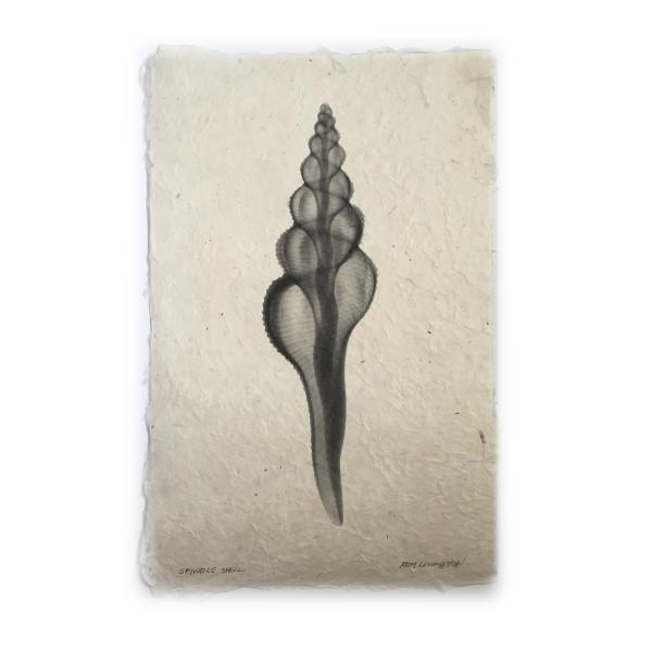 Spindle Seashell X-ray Unframed Print picture