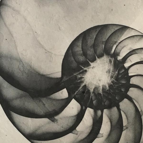 Nautilus Seashell X-ray - Unframed Print picture