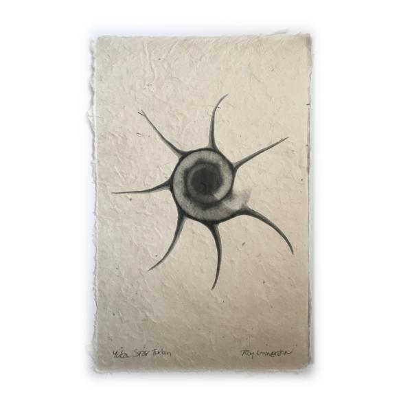 Yoka Starfish Seashell X-ray - Unframed Print picture