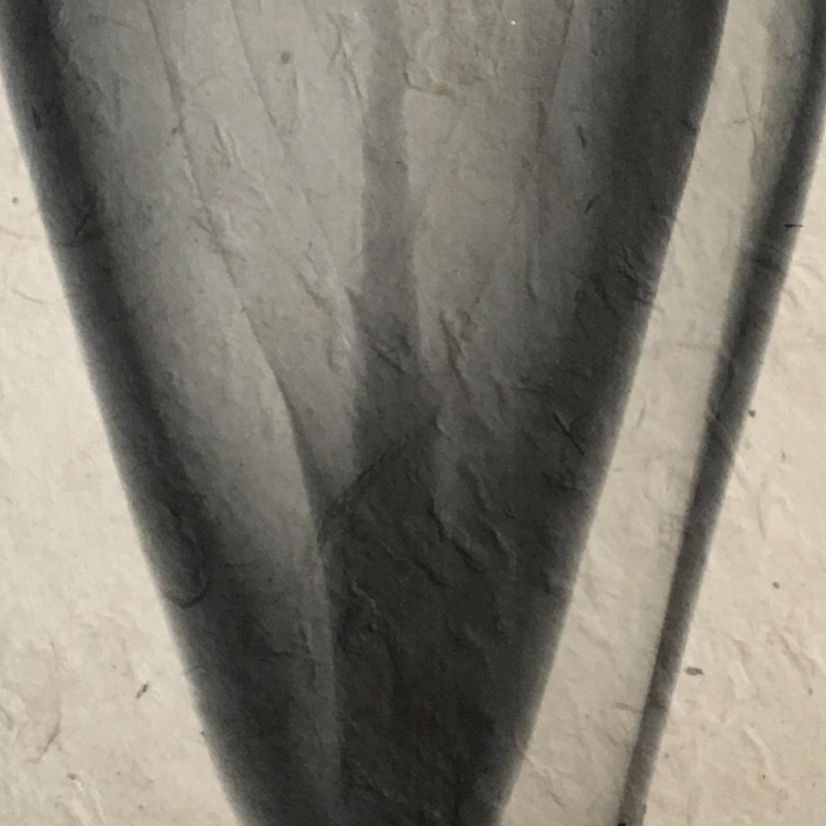 Cone Seashell X-ray - Unframed Print picture