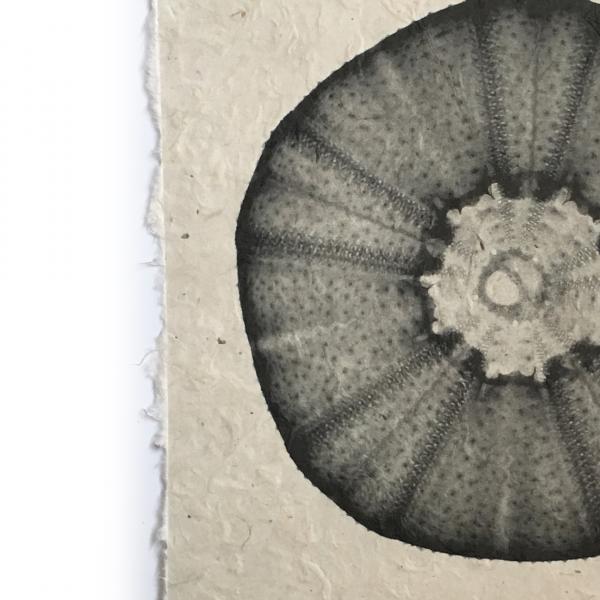 Sea Urchin Seashell X-ray - Unframed Print picture