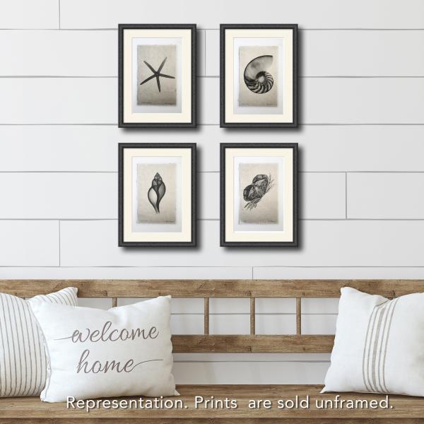 Finger Starfish seashell X-ray Unframed Print picture