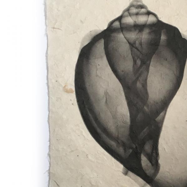 Canarium Seashell X-ray - Unframed Print picture