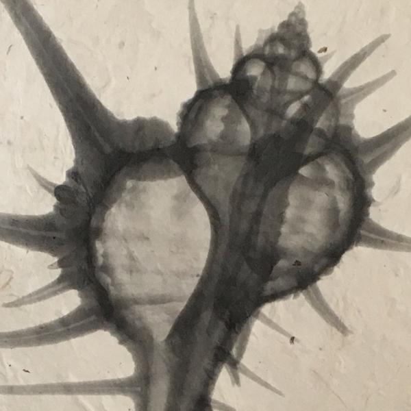 Murex Seashell X-ray - Unframed Print picture