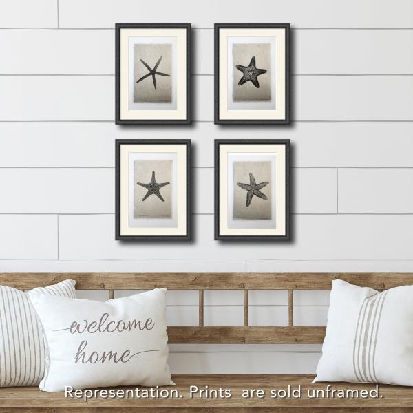Knobby Starfish X-ray- Unframed Print picture