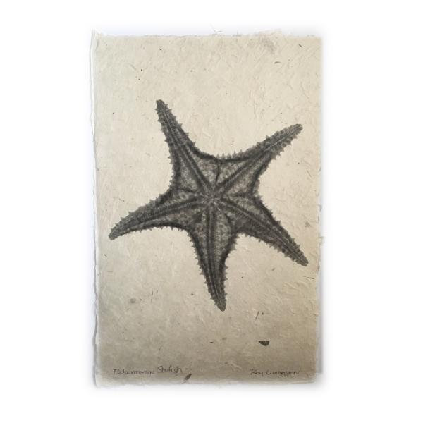 Bahamian Starfish X-ray - Unframed Print