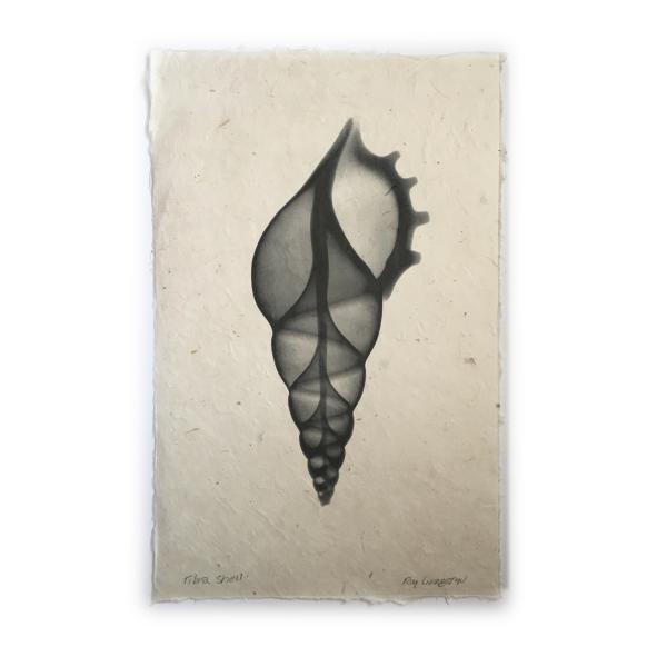 Tibia Seashell X-ray Unframed Print picture