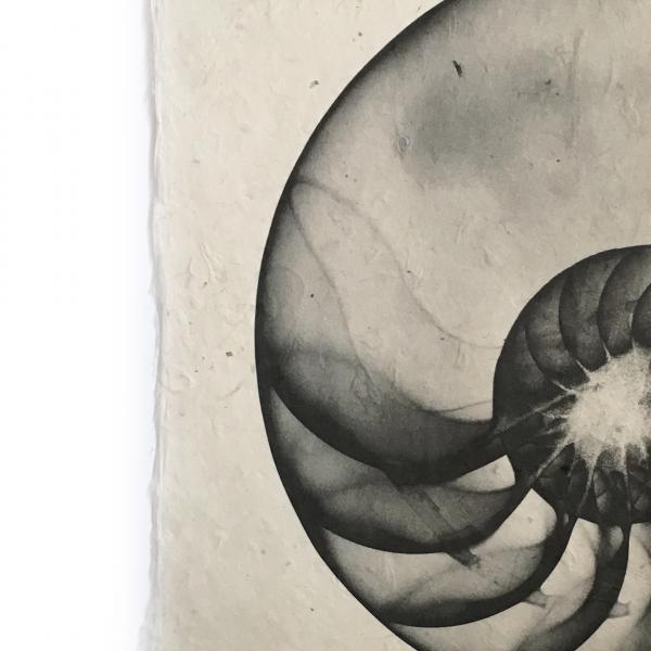 Nautilus Seashell X-ray - Unframed Print picture