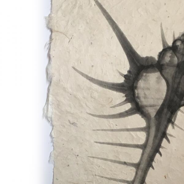 Murex Seashell X-ray - Unframed Print picture