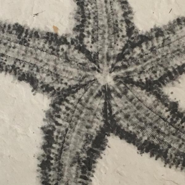 Sugar StarfishSeashell X-ray - Unframed Print picture