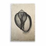 Canarium Seashell X-ray - Unframed Print