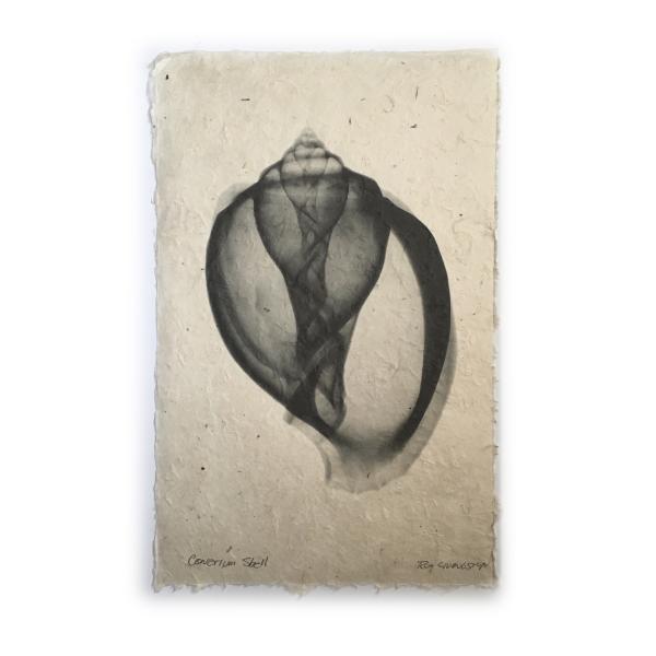 Canarium Seashell X-ray - Unframed Print picture