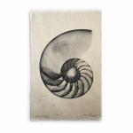 Nautilus Seashell X-ray - Unframed Print