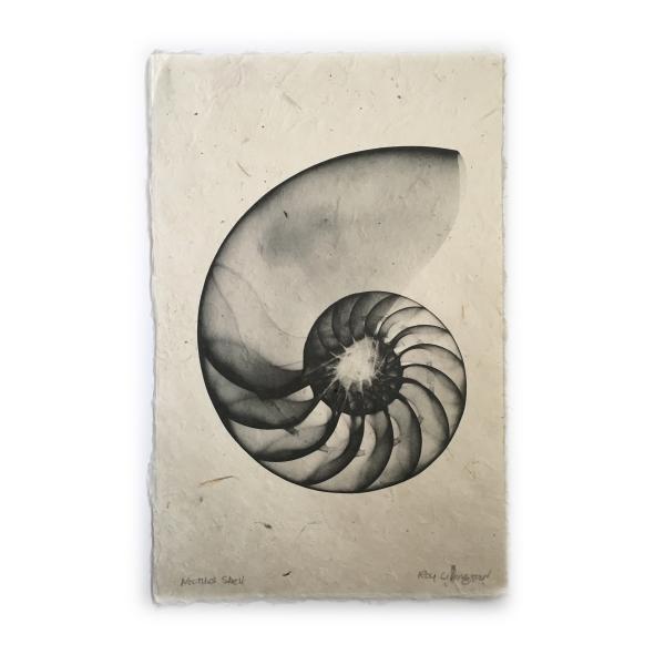 Nautilus Seashell X-ray - Unframed Print picture