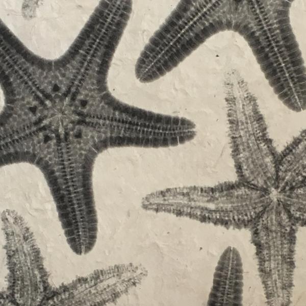 Starfish X-ray Art - Unframed Print picture
