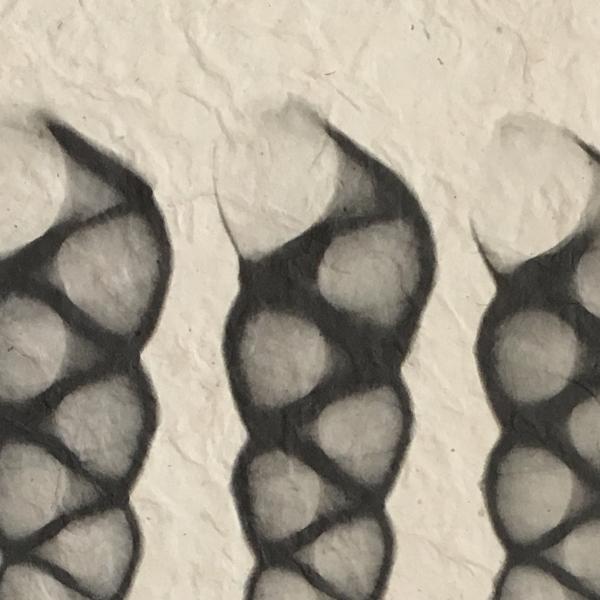 Turritella Seashells X-ray Unframed Print picture