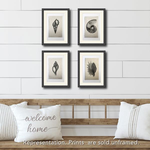 Tibia Seashell X-ray Unframed Print picture