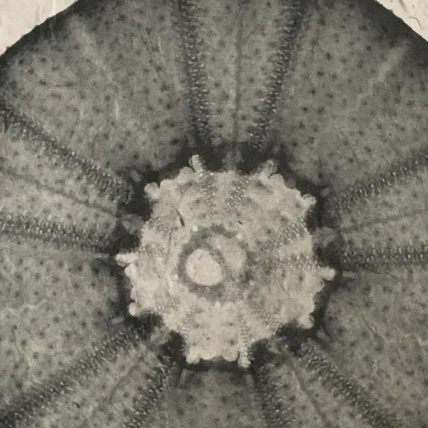 Sea Urchin Seashell X-ray - Unframed Print picture